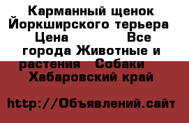 Карманный щенок Йоркширского терьера › Цена ­ 30 000 - Все города Животные и растения » Собаки   . Хабаровский край